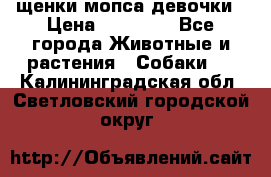 щенки мопса девочки › Цена ­ 25 000 - Все города Животные и растения » Собаки   . Калининградская обл.,Светловский городской округ 